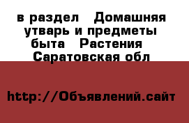  в раздел : Домашняя утварь и предметы быта » Растения . Саратовская обл.